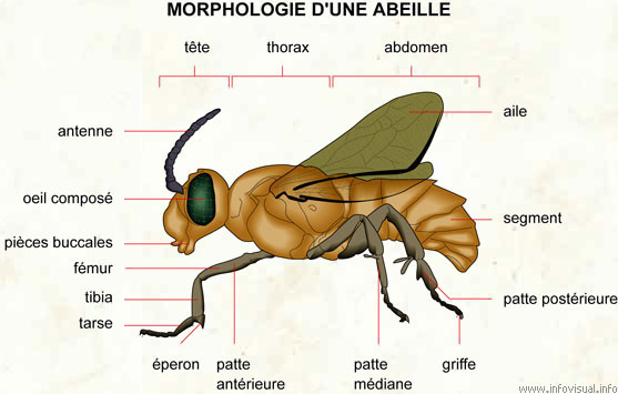 Abeille (Dictionnaire Visuel)